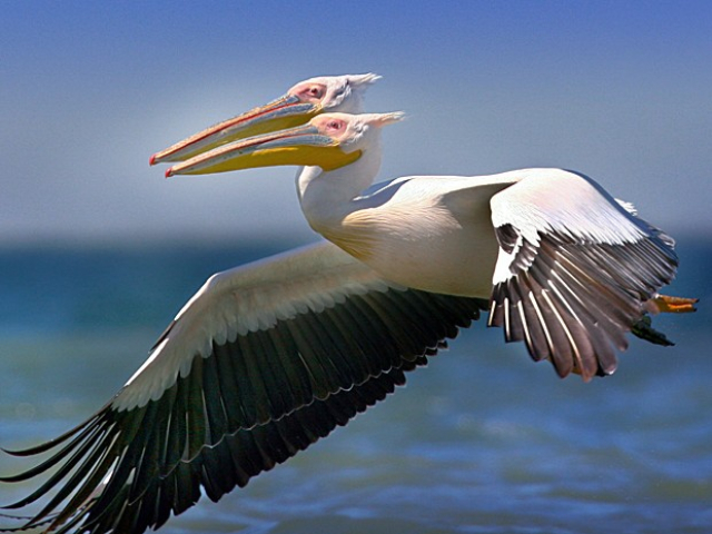 Animais Selvagens - Pelicanos