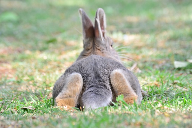 coelhos podem ficar entediados 