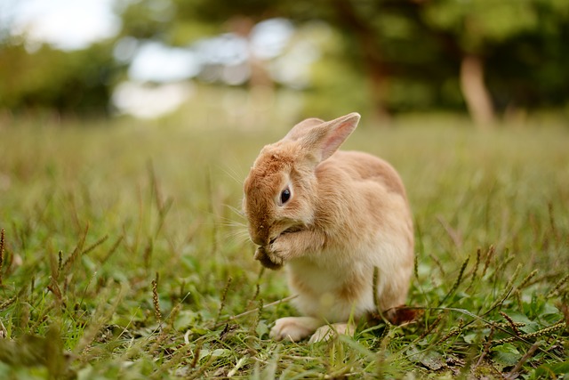 Fatos interessantes - coelhos não são roedores
