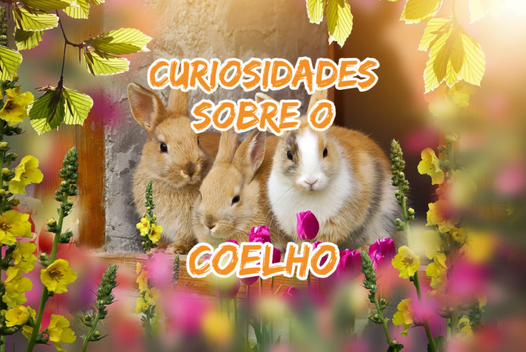 Top 10 curiosidades sobre o Coelho