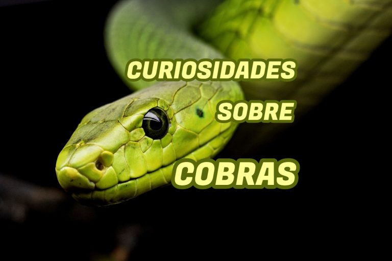 Top 10 curiosidades sobre Cobras