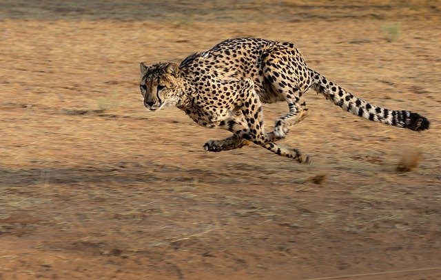 Maiores e mais rápidos animais terrestres do mundo são da África 