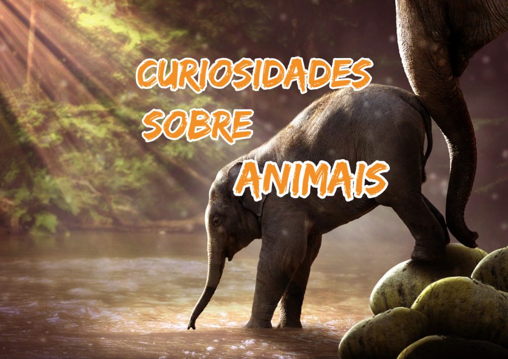 Top Curiosidades Sobre Animais Mundo Top