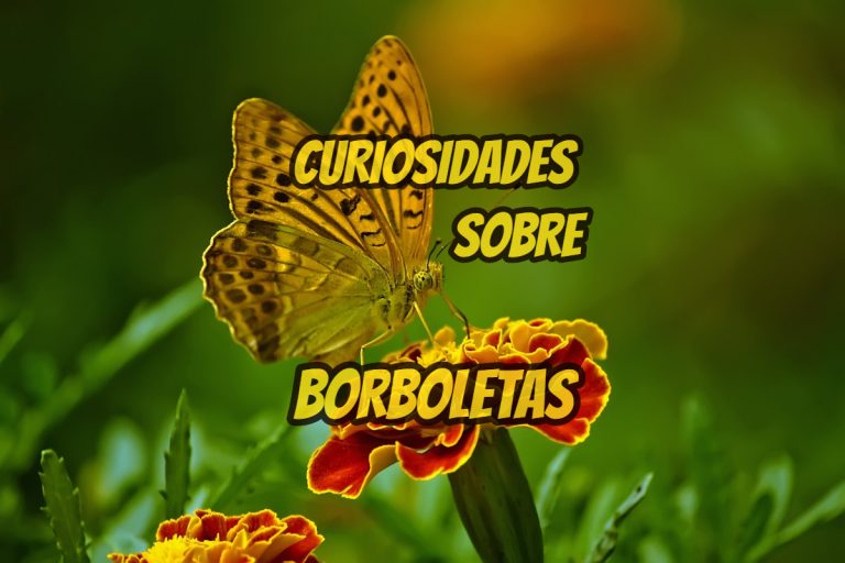 Top 10 curiosidades sobre Borboletas