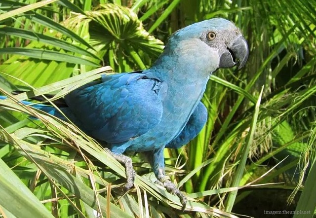 Animais em extinção no Brasil - Ararinha-azul