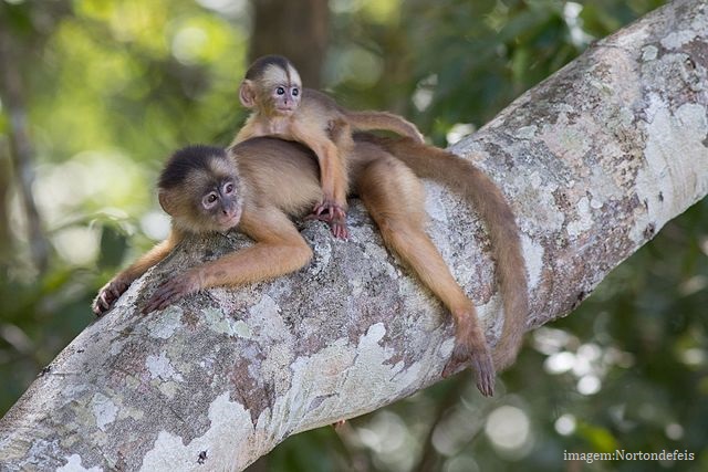 Animais em extinção no Brasil - Macaco-caiarara