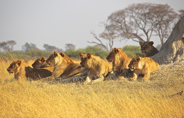 Atualmente, leões só na África