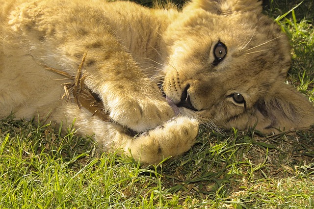 Filhotes de leão bem protegidos