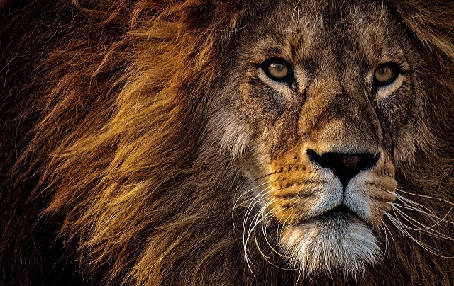 Juba dos leões são mais do que adornos