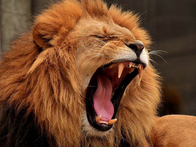 O leão e seu rugido poderoso