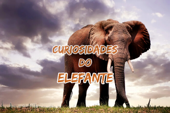 Curiosidades sobre o Elefante