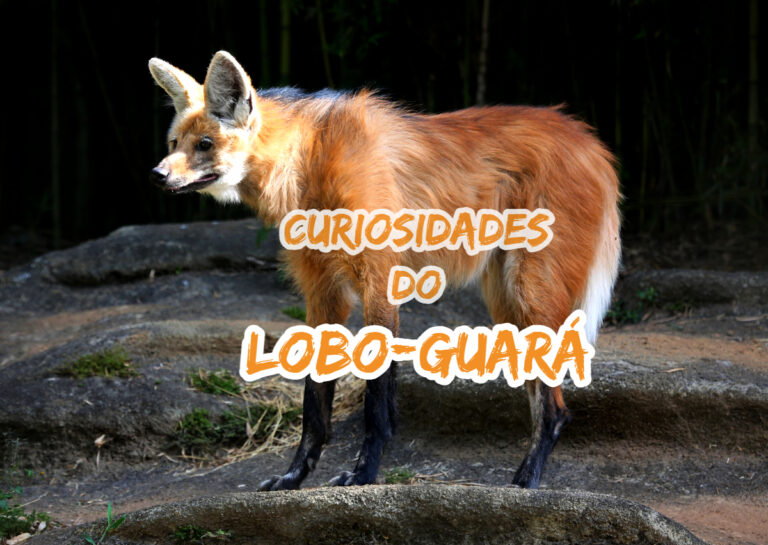 Top 10 curiosidades sobre o Lobo-Guará