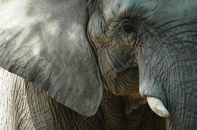 Dentição e pele dos elefantes