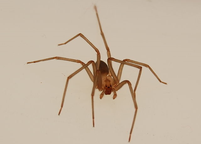 aranhas venenosas - aranha marrom reclusa