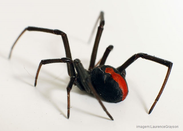 aranhas mais perigosas- aranha redback