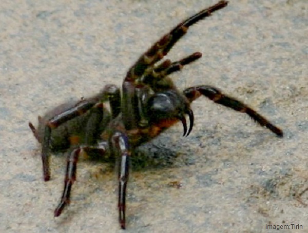 aranhas mais venenosa do mundo - aranha-teia-de-funil