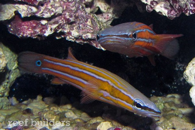 Peixes mais caros do mundo - Australian Flathead Perch
