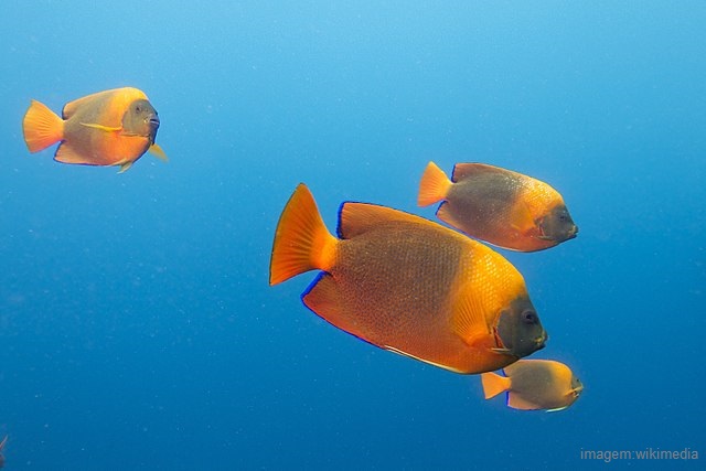 Peixes mais caros do mundo - Clarion Angelfish (Holacanthus clarionensis)
