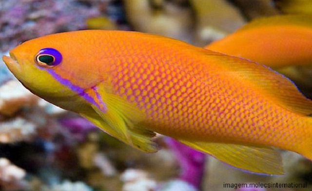 Peixes mais caros do mundo - Golden Basslet