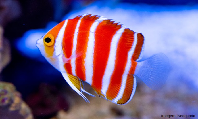 Peixes mais caros do mundo - Peppermint Angelfish