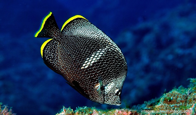 Peixes mais caros do mundo - Wrought Iron Butterflyfish