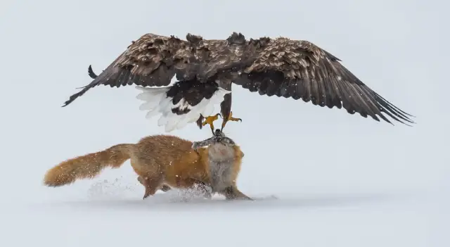  águia-rabalva e raposa-vermelha