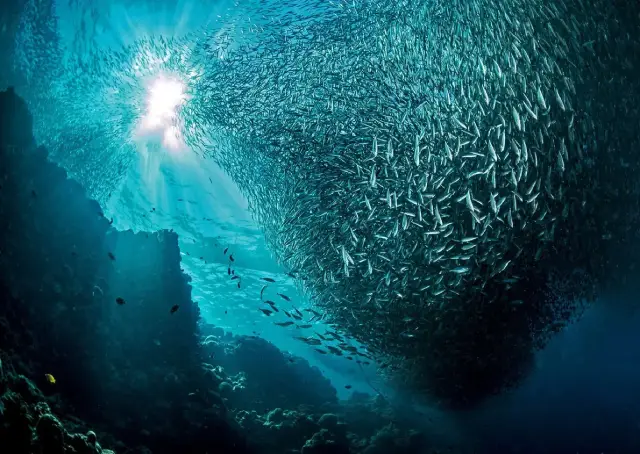 fotos de animais selvagens - cardume de sardinhas
