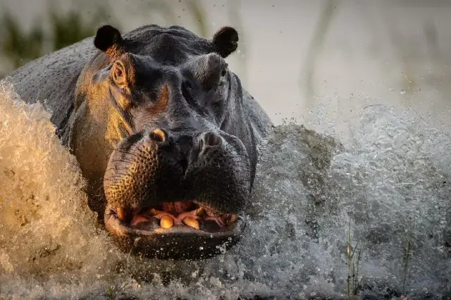 fotos de animais selvagens - hipopótamo