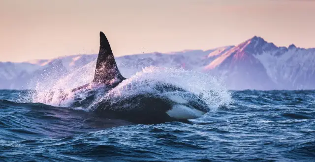 fotos de animais selvagens - orca