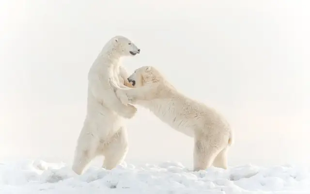 fotos de animais selvagens - ursos-polares