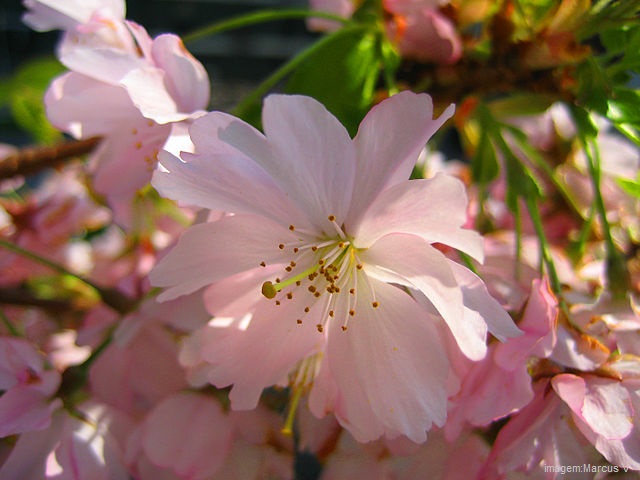 Flores bonitas - Flor de cerejeira