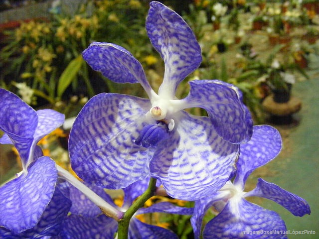 Flores bonitas - Orquídea