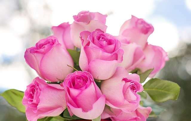 Flores bonitas - Rosa