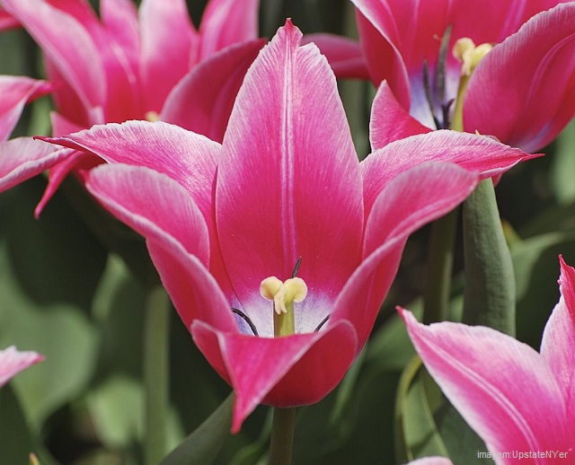 Flores bonitas - Tulipa