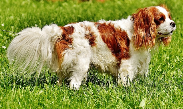 Cachorro pequeno - Cavalier King Charles Spaniel