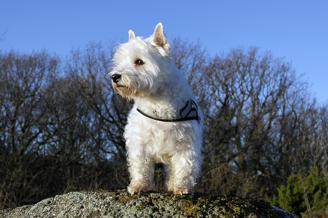 Cachorro pequeno - West highland white terrier