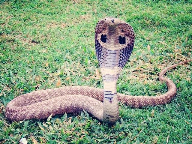 Maiores cobras do mundo - Cobra-real