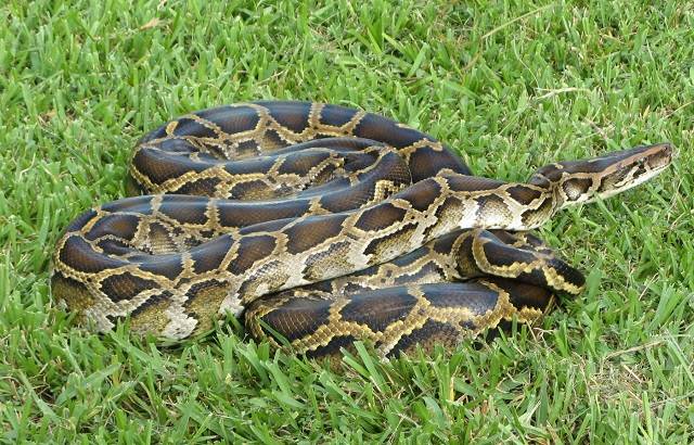 Maiores cobras do mundo - Píton birmanesa
